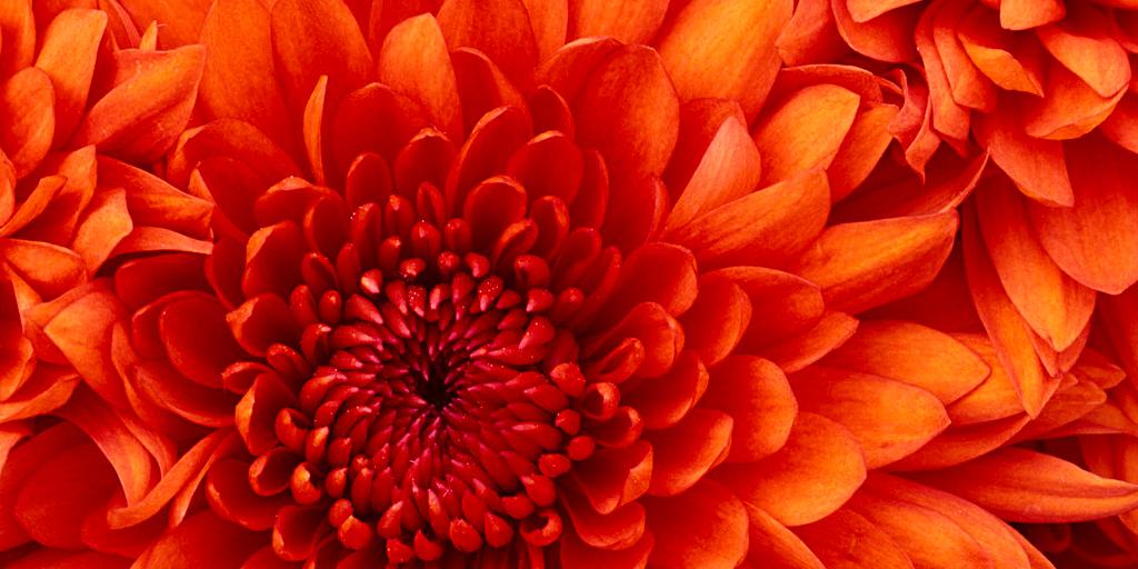 flor